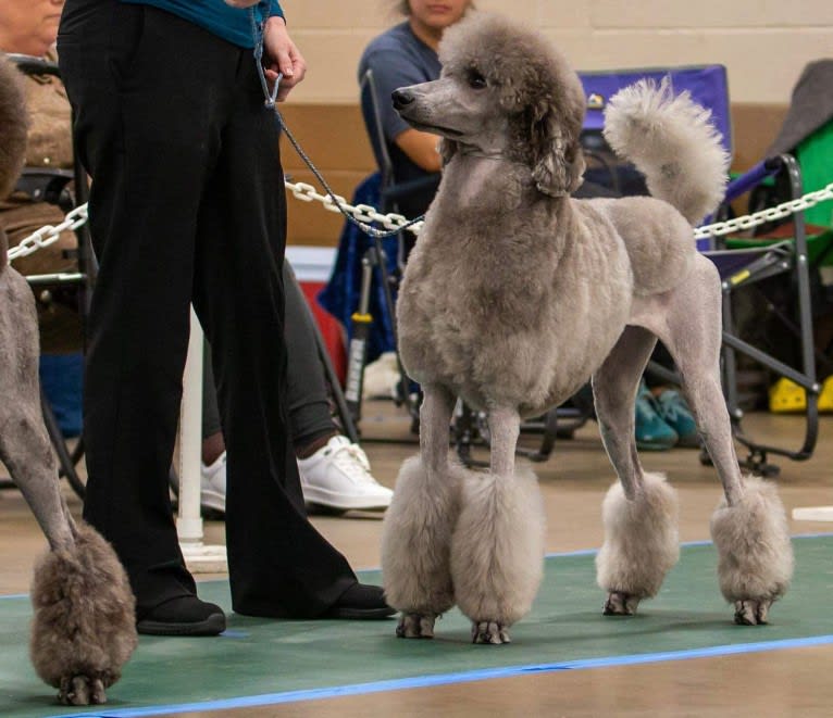 UCH Desert Reef's Rewrite the Stars CGCA CGCU TKI "Arwen", a Poodle (Standard) tested with EmbarkVet.com