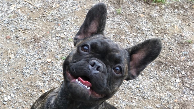 Pelicanos Charline, a French Bulldog tested with EmbarkVet.com