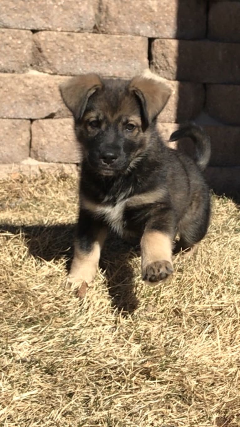 Echo, a German Shepherd Dog and Siberian Husky mix tested with EmbarkVet.com