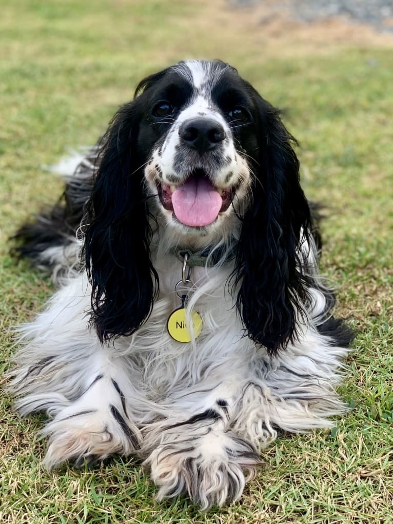 Nico, a Cocker Spaniel and English Cocker Spaniel mix tested with EmbarkVet.com