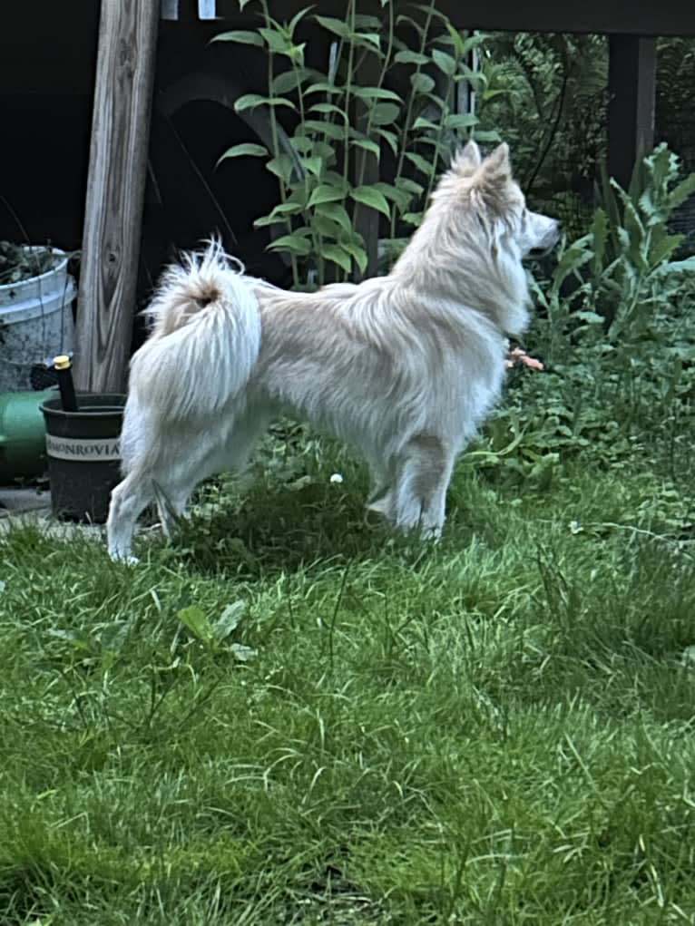 “Oyster” Valhalla’s House of the Rising Sun, an Icelandic Sheepdog tested with EmbarkVet.com