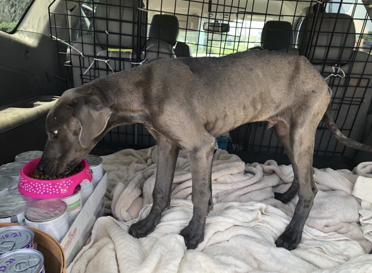 Finnegan, a Great Dane and American Pit Bull Terrier mix tested with EmbarkVet.com