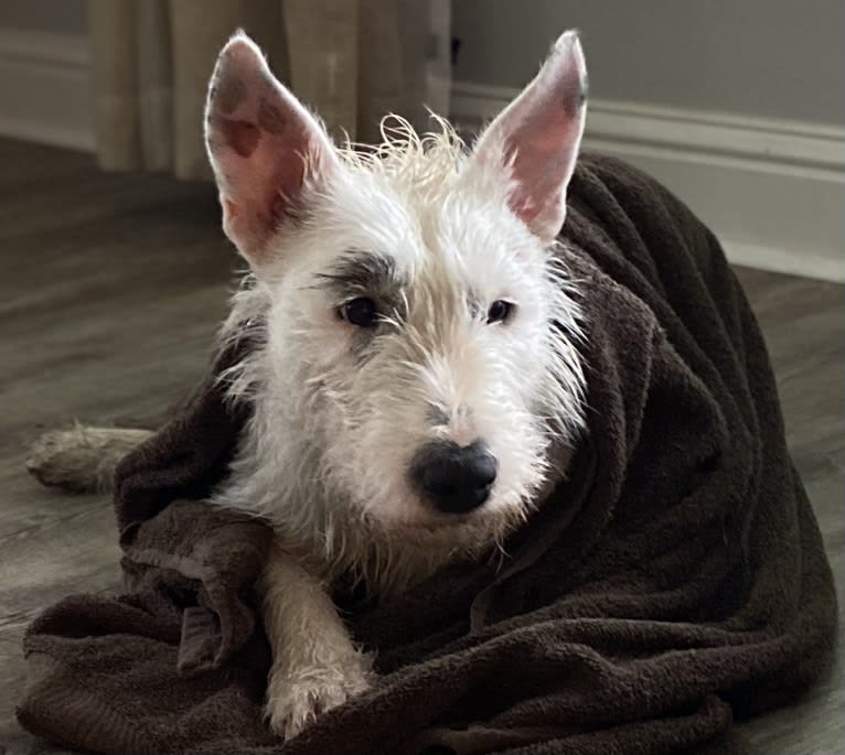 Thelma, a Bull Terrier and American Pit Bull Terrier mix tested with EmbarkVet.com