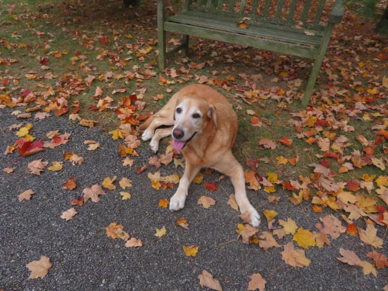 Mazie, a Goldador tested with EmbarkVet.com