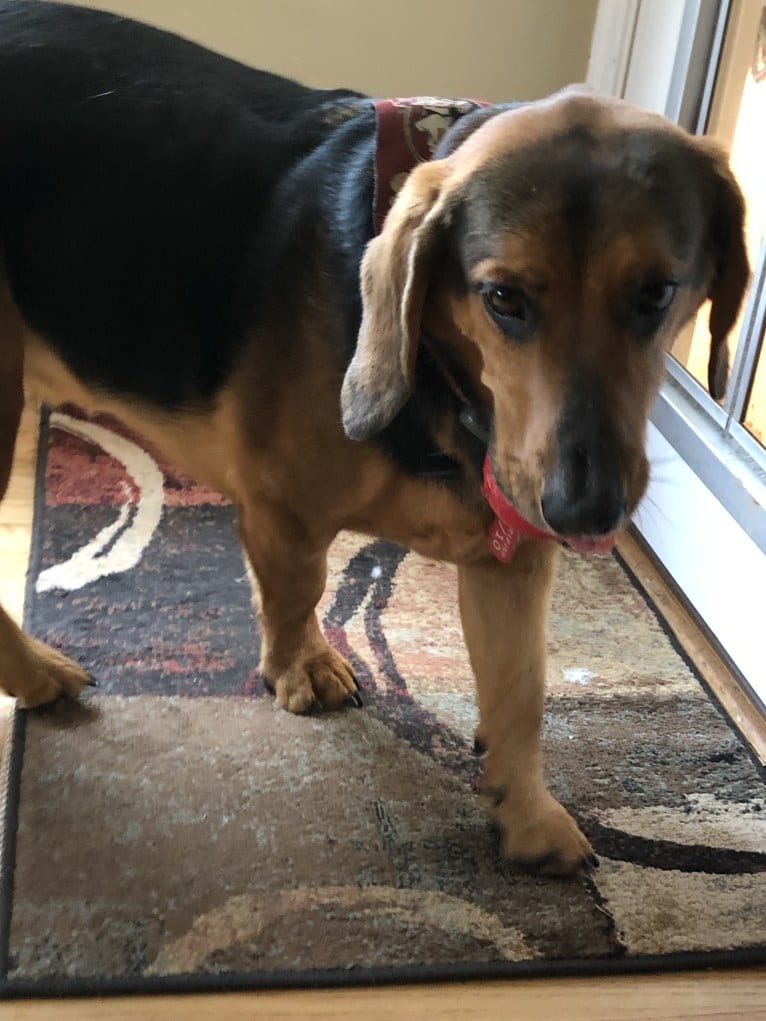 Ulysses, a Basset Hound and Labrador Retriever mix tested with EmbarkVet.com