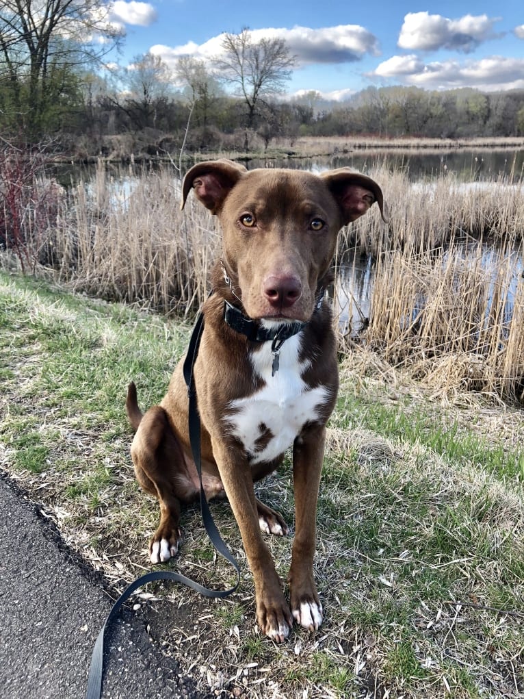Miles, an American Pit Bull Terrier and Australian Shepherd mix tested with EmbarkVet.com