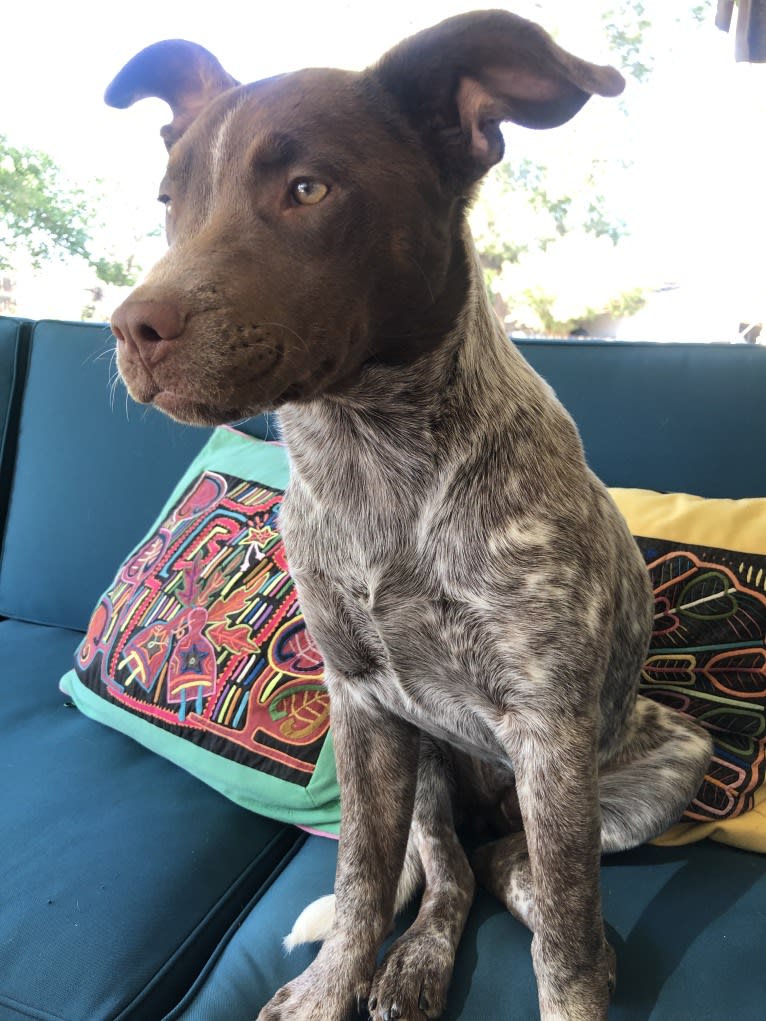 Ginger, an American Pit Bull Terrier and Australian Cattle Dog mix tested with EmbarkVet.com