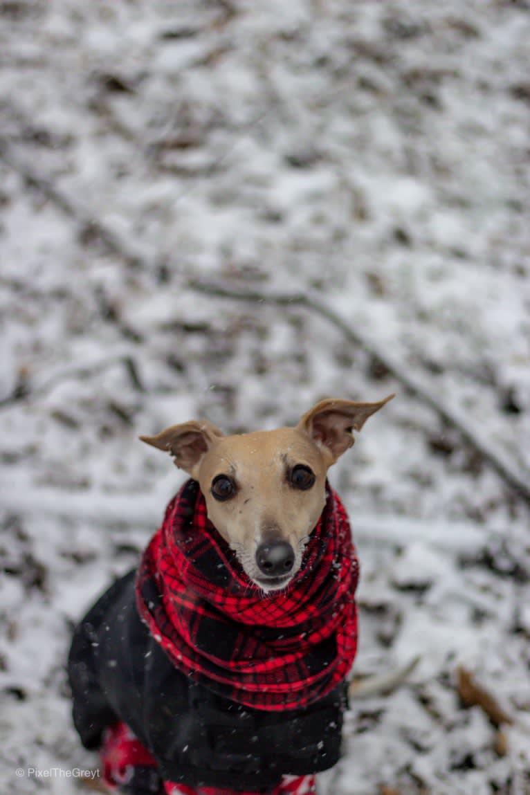 Ellie, a Whippet tested with EmbarkVet.com