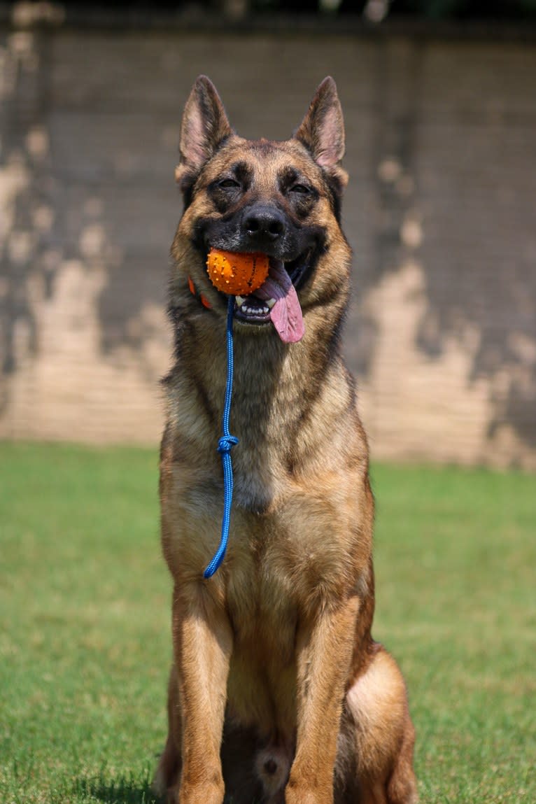 KHs His Reign Has Just Begun “Kaiser” TKE DS HDS, a German Shepherd Dog and Dutch Shepherd mix tested with EmbarkVet.com