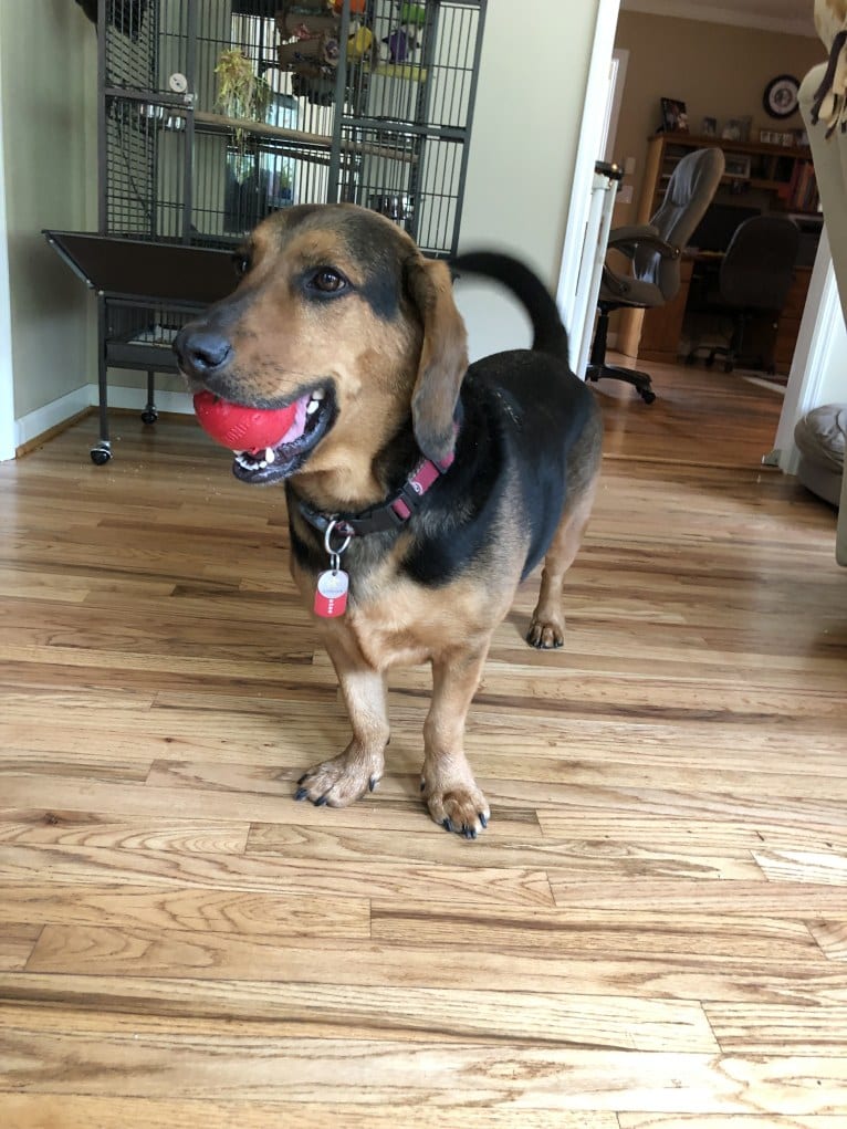 Ulysses, a Basset Hound and Labrador Retriever mix tested with EmbarkVet.com