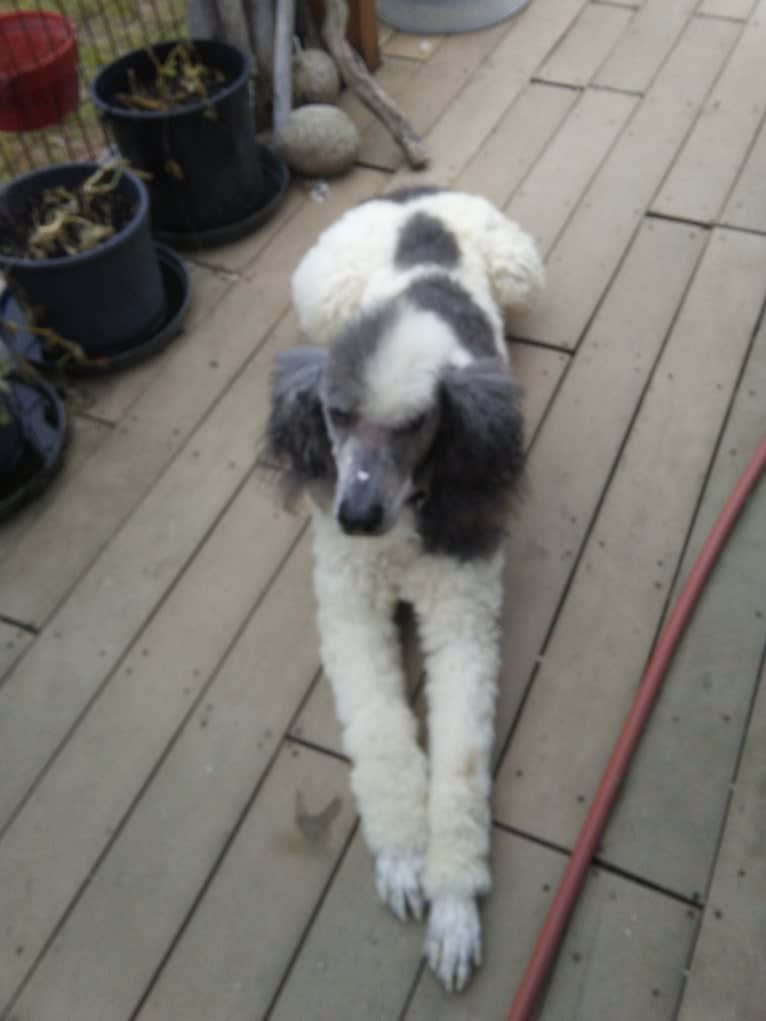 ENZO, a Poodle (Standard) tested with EmbarkVet.com