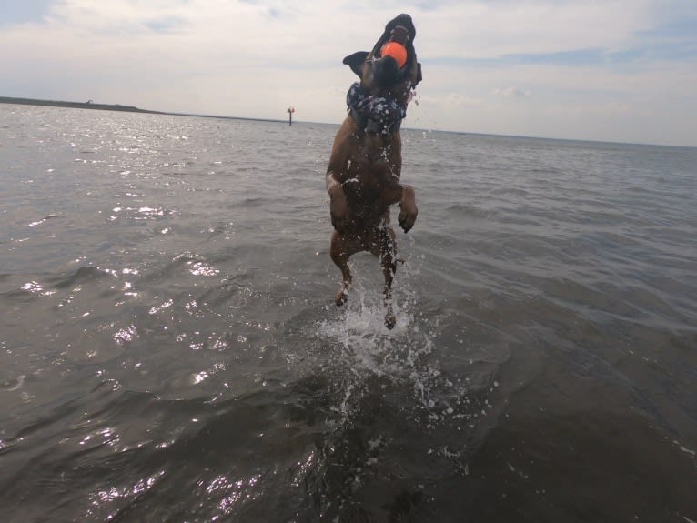 Zeus, a Boxer and American Pit Bull Terrier mix tested with EmbarkVet.com