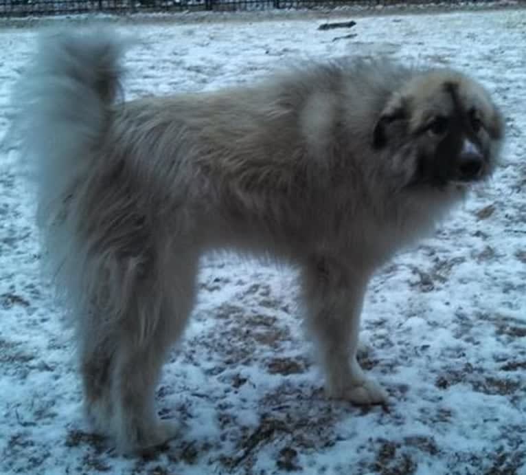 Monster, a Great Pyrenees and Alaskan Malamute mix tested with EmbarkVet.com