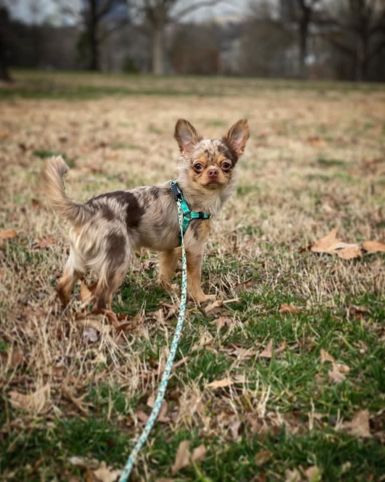 Figg, a Chihuahua tested with EmbarkVet.com