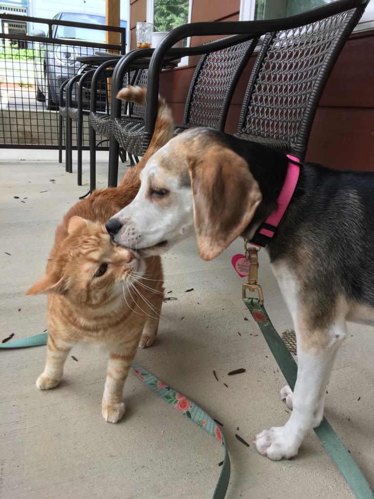 Daphne, an American Foxhound and English Foxhound mix tested with EmbarkVet.com