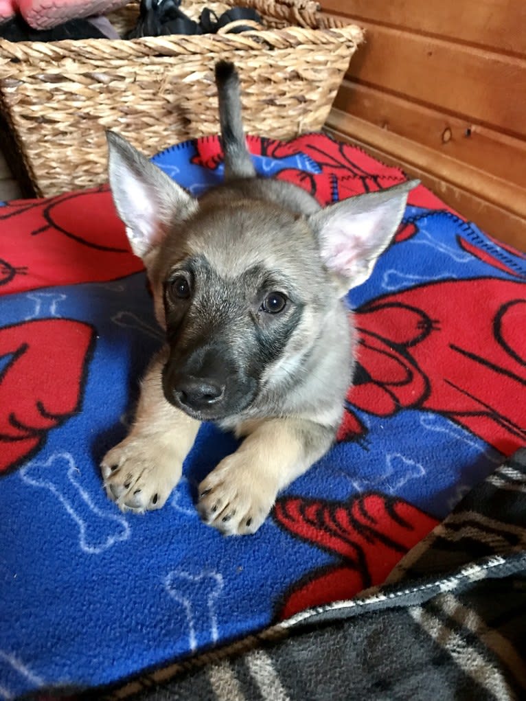 Bowie, a Swedish Vallhund tested with EmbarkVet.com