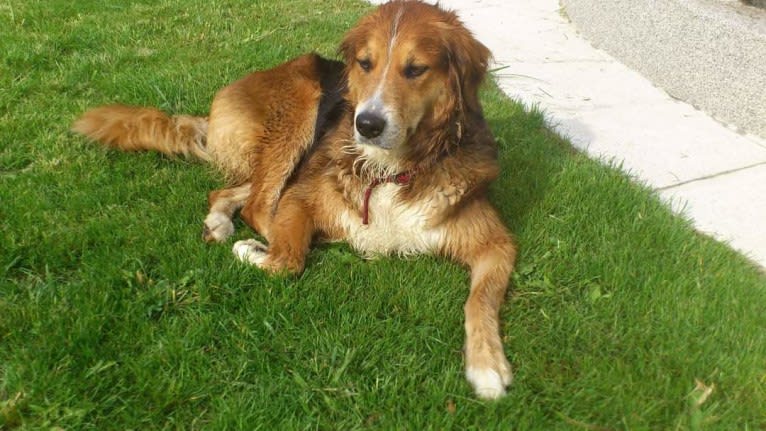 Akita, a Golden Retriever and Bernese Mountain Dog mix tested with EmbarkVet.com