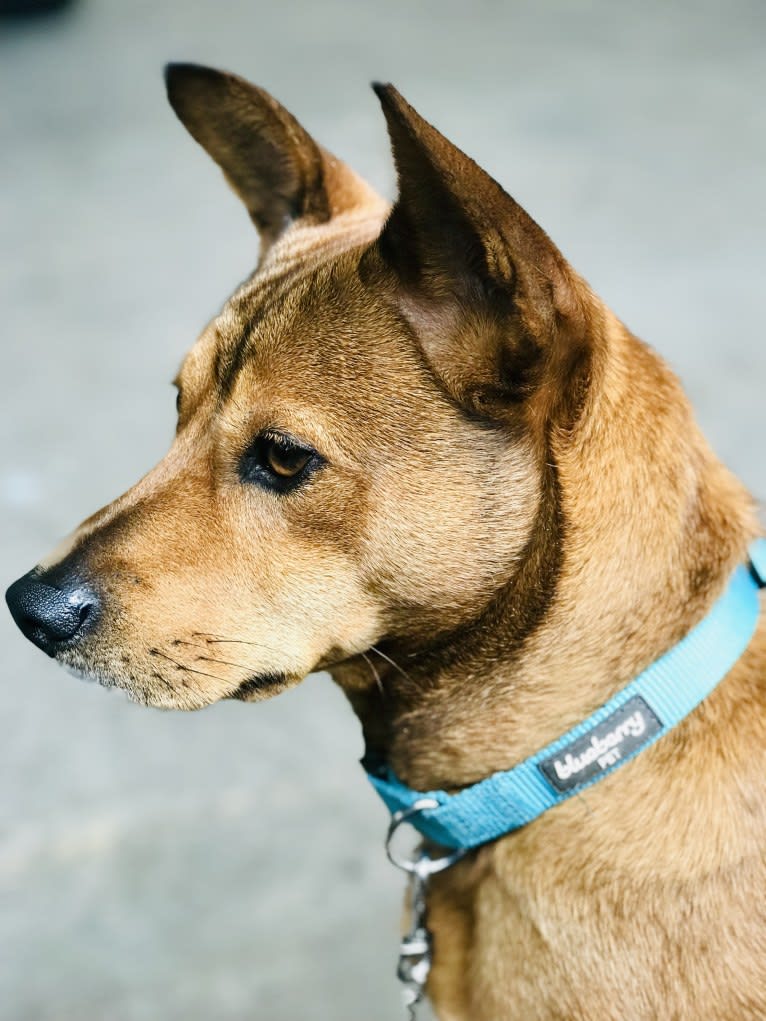 Rinty, a Japanese or Korean Village Dog tested with EmbarkVet.com