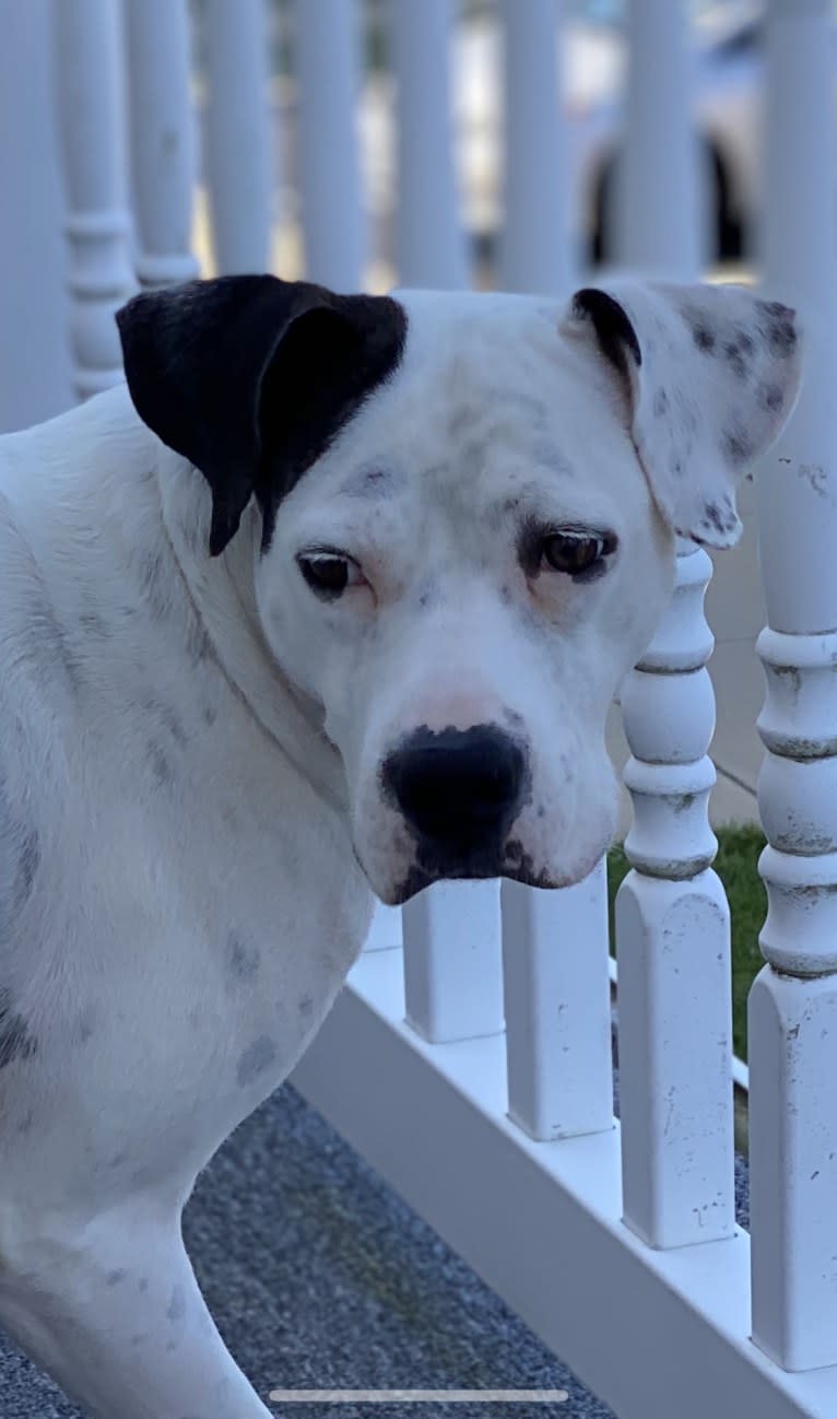 Tyson, a Boxer and American Pit Bull Terrier mix tested with EmbarkVet.com