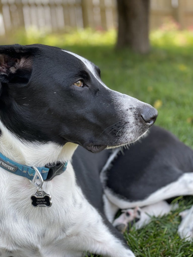 Dexter, a Great Pyrenees and American Pit Bull Terrier mix tested with EmbarkVet.com