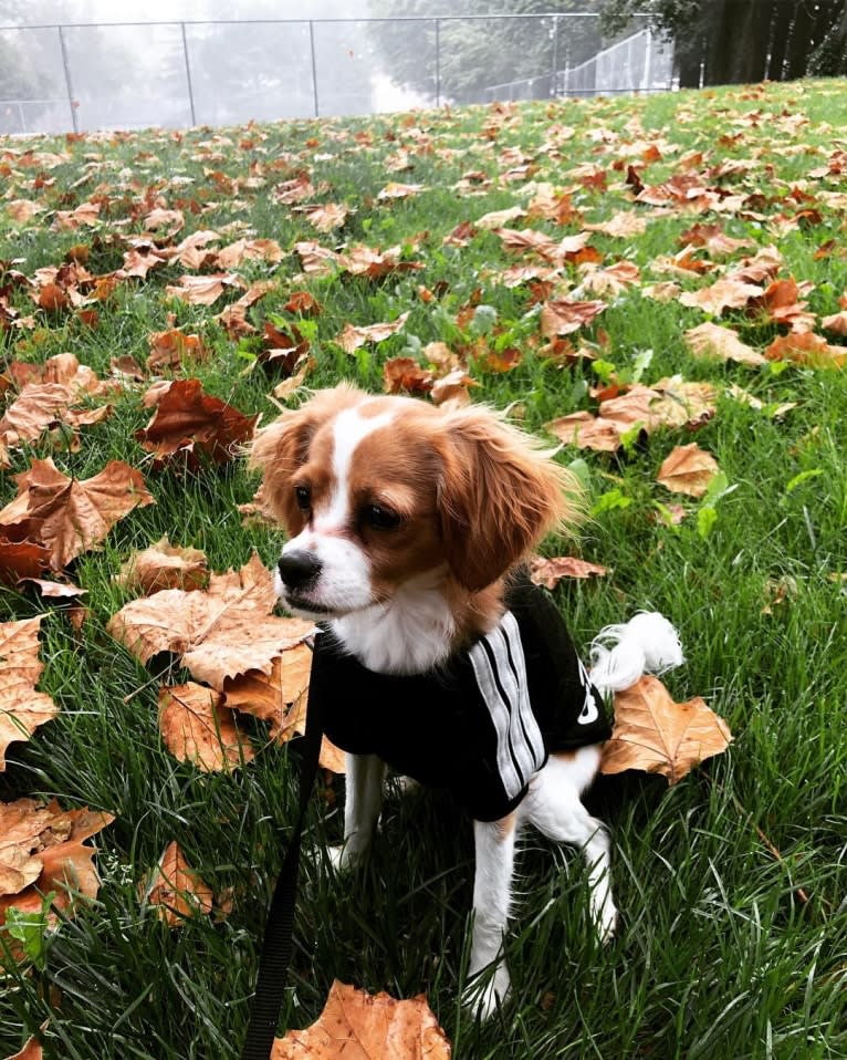 Otis, a Cavapoo tested with EmbarkVet.com