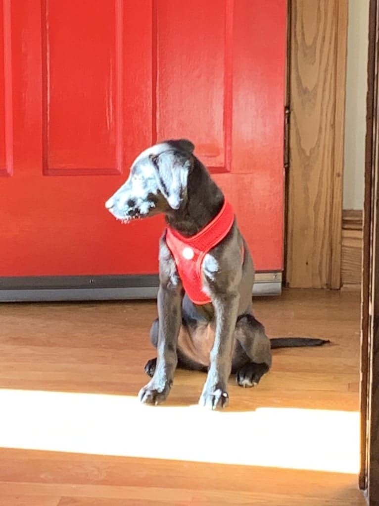 Cindy Lou, a Labrador Retriever and Border Collie mix tested with EmbarkVet.com