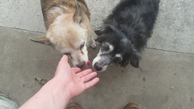 Lassie, a Pomeranian and Rat Terrier mix tested with EmbarkVet.com