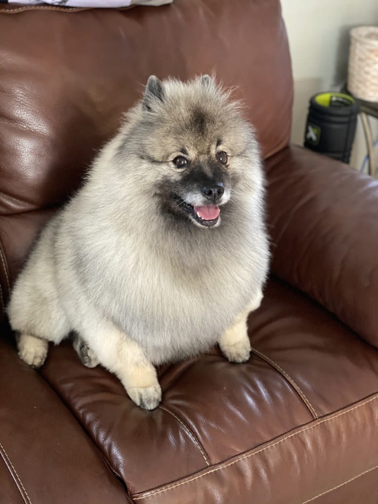 Nico, a Keeshond tested with EmbarkVet.com