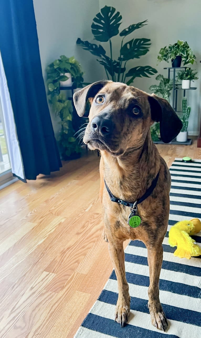 Lyza, a Catahoula Leopard Dog and American Pit Bull Terrier mix tested with EmbarkVet.com