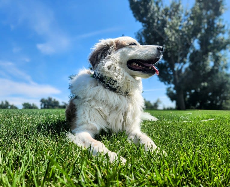 LIKE A RIVER FLOWS "Leilo", a Great Pyrenees and Australian Shepherd mix tested with EmbarkVet.com