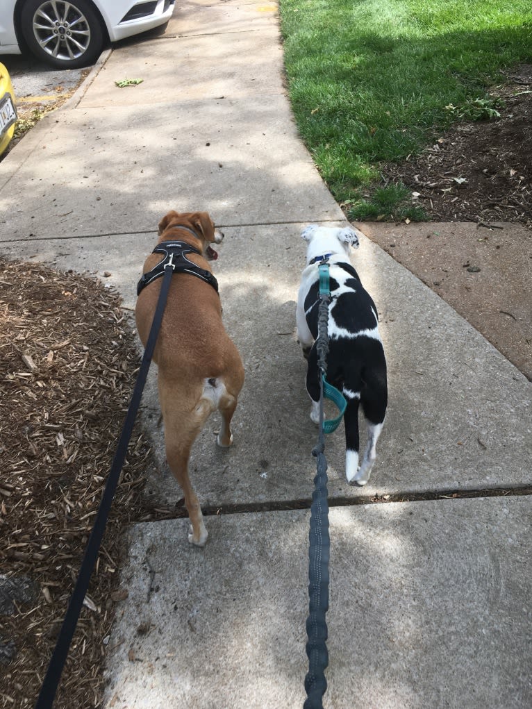 Stanley, a Mountain Cur tested with EmbarkVet.com