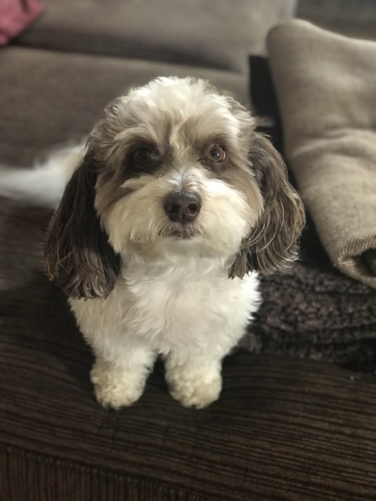 Tully, a Poodle (Small) and Shih Tzu mix tested with EmbarkVet.com