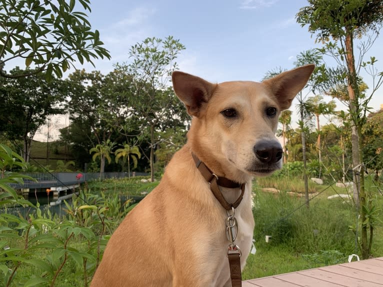 Becky, a Southeast Asian Village Dog tested with EmbarkVet.com