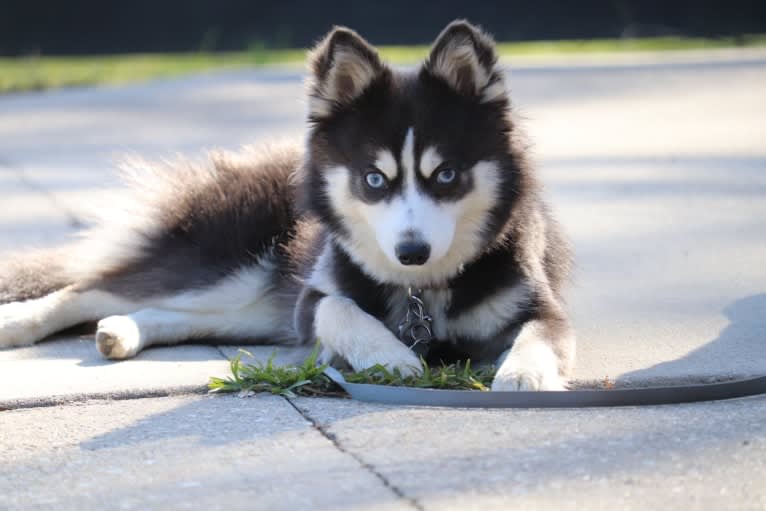 KIRI-F3, a Pomsky tested with EmbarkVet.com