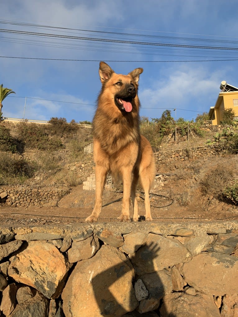 Simba, a German Shepherd Dog and Belgian Malinois mix tested with EmbarkVet.com