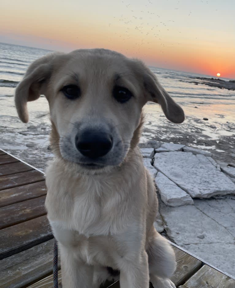 Sadie, a Great Pyrenees and German Shepherd Dog mix tested with EmbarkVet.com