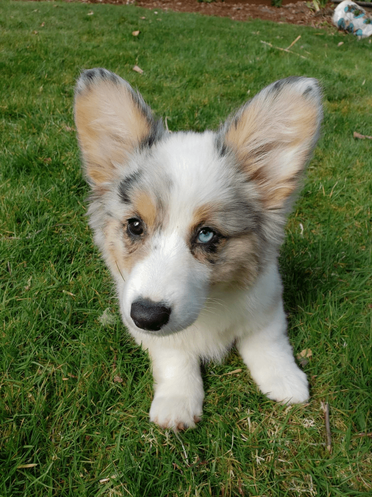 Lady Merle, a Cardigan Welsh Corgi and Pembroke Welsh Corgi mix tested with EmbarkVet.com