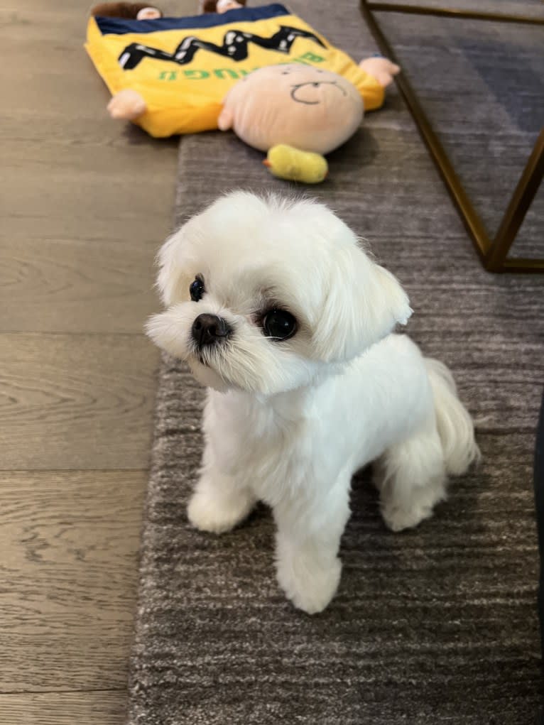 SNOOPY, a Maltese tested with EmbarkVet.com