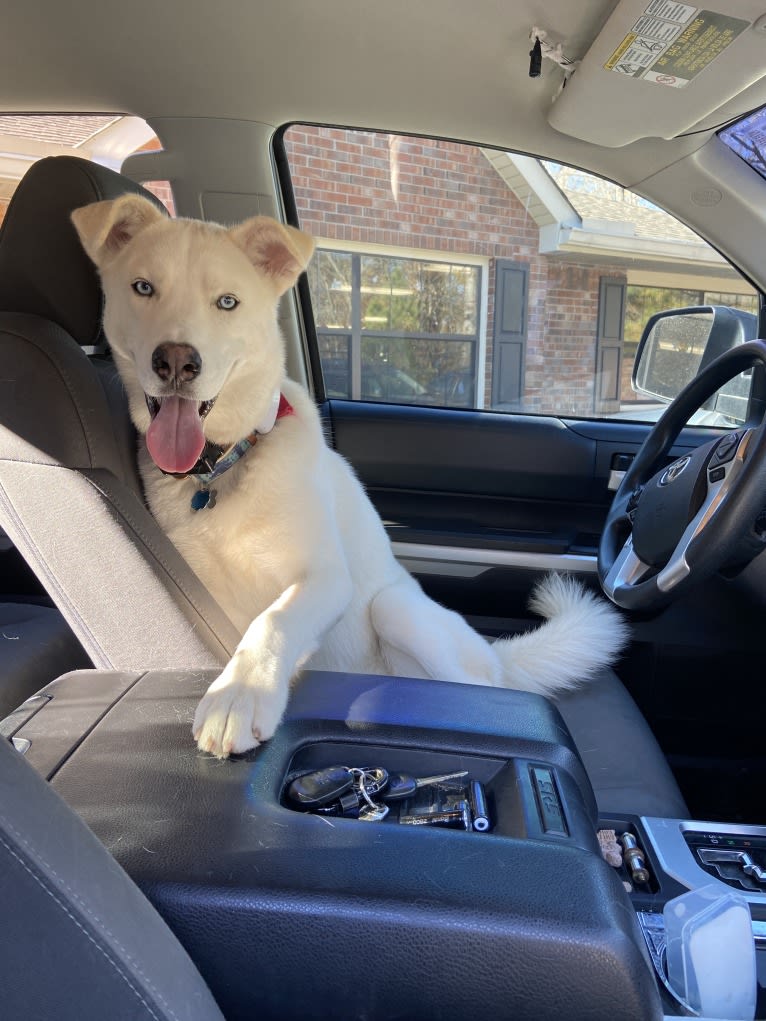 Dash, a Gerberian Shepsky (12.7% unresolved) tested with EmbarkVet.com