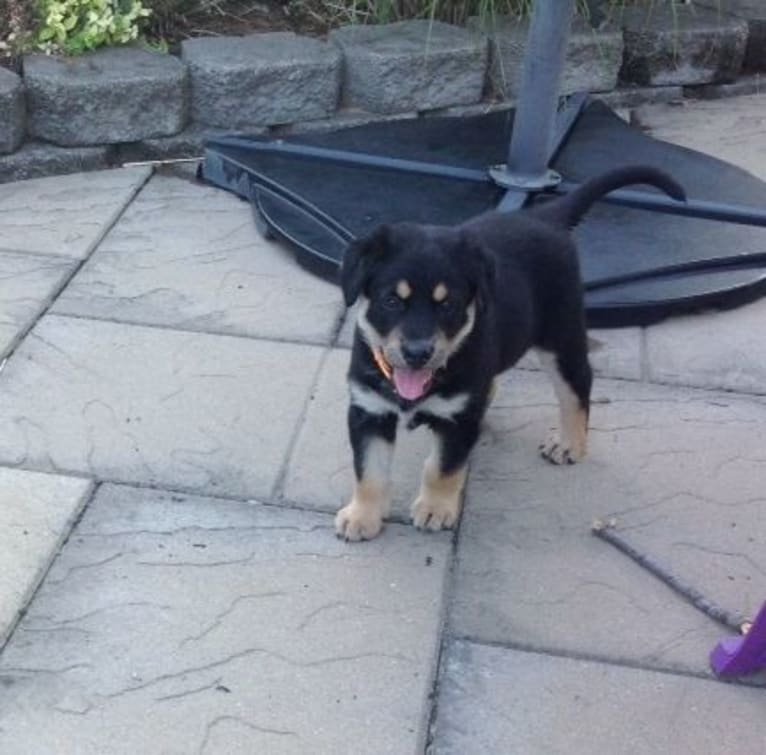 Jack, a Labrador Retriever and German Shepherd Dog mix tested with EmbarkVet.com