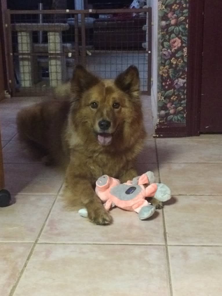 Frosty, a Chow Chow and Australian Shepherd mix tested with EmbarkVet.com