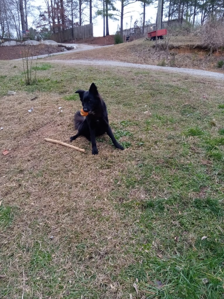 Dixie, a German Shepherd Dog and Australian Shepherd mix tested with EmbarkVet.com