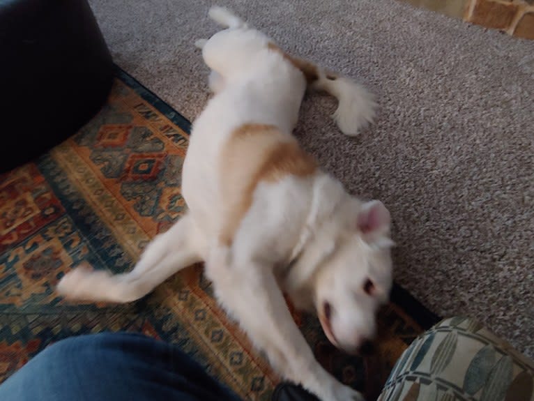 Bear, a Great Pyrenees and Labrador Retriever mix tested with EmbarkVet.com