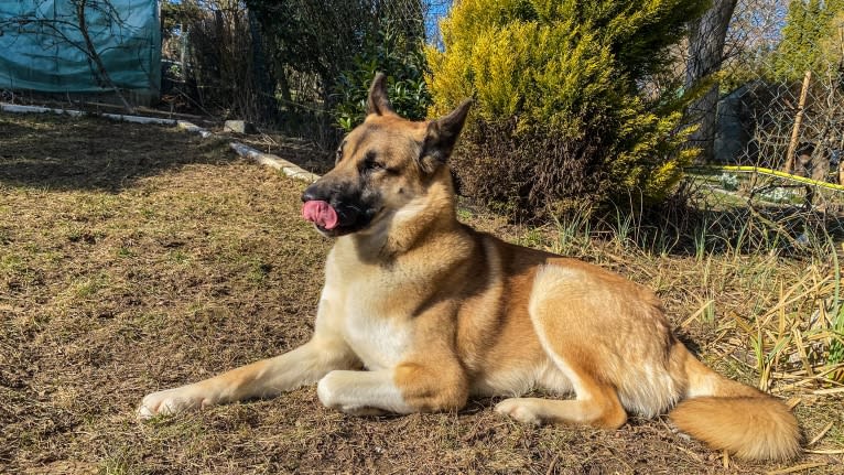 Anouk, a Yakutian Laika and Akita Inu mix tested with EmbarkVet.com