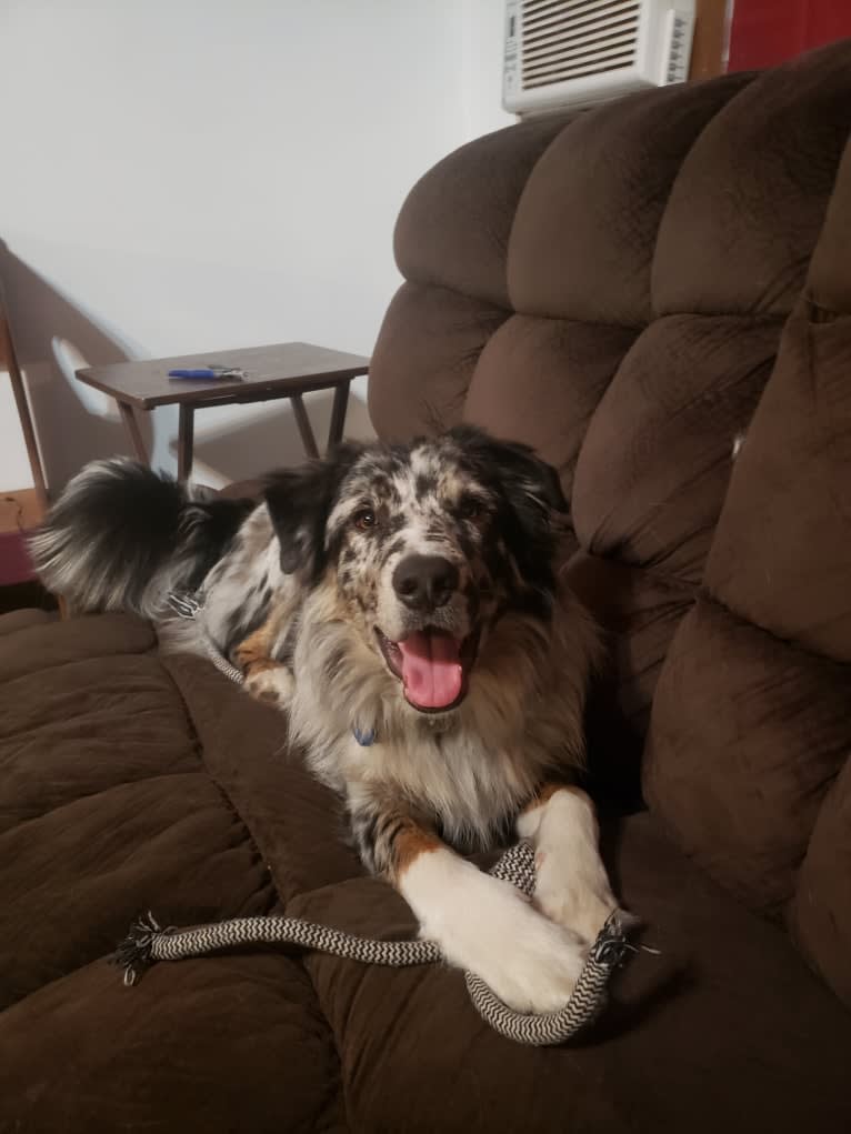 Baloo, a Border Collie and Australian Shepherd mix tested with EmbarkVet.com