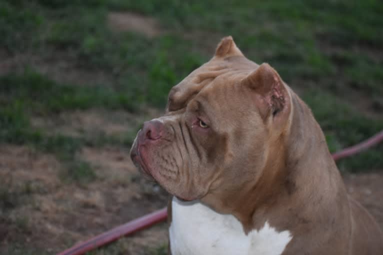 Toots, an American Bully tested with EmbarkVet.com