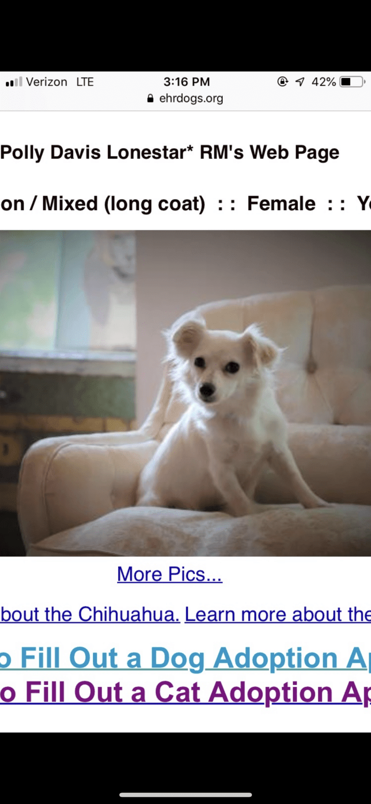 Juniper, a Poodle (Small) and Miniature Schnauzer mix tested with EmbarkVet.com