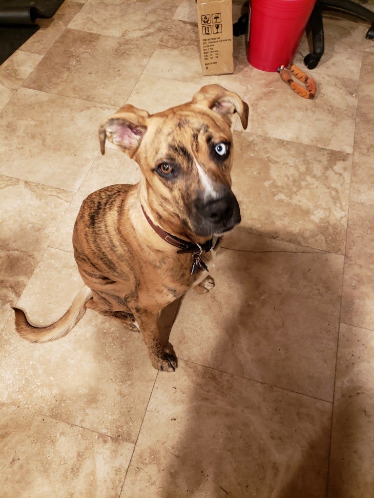 Honeybee, a Boxer and Siberian Husky mix tested with EmbarkVet.com