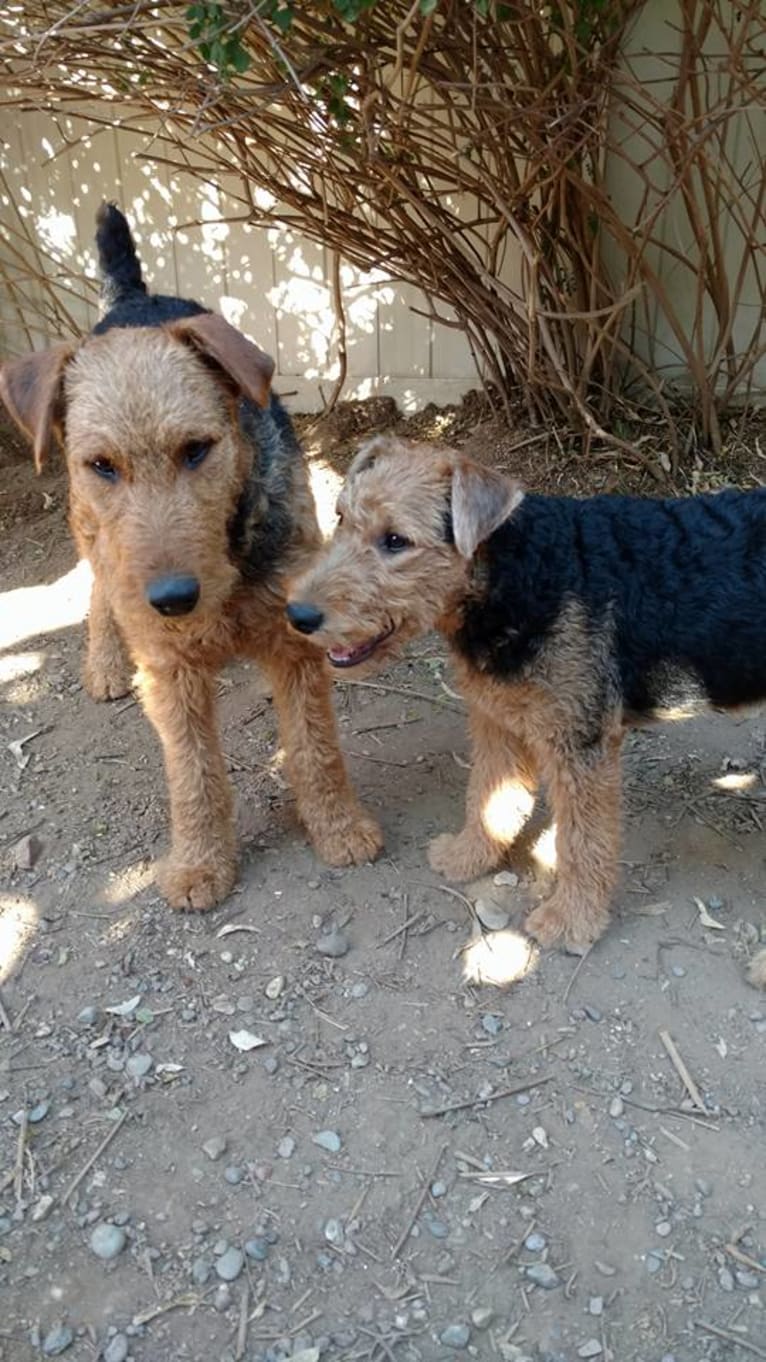 Sasha, an Airedale Terrier tested with EmbarkVet.com