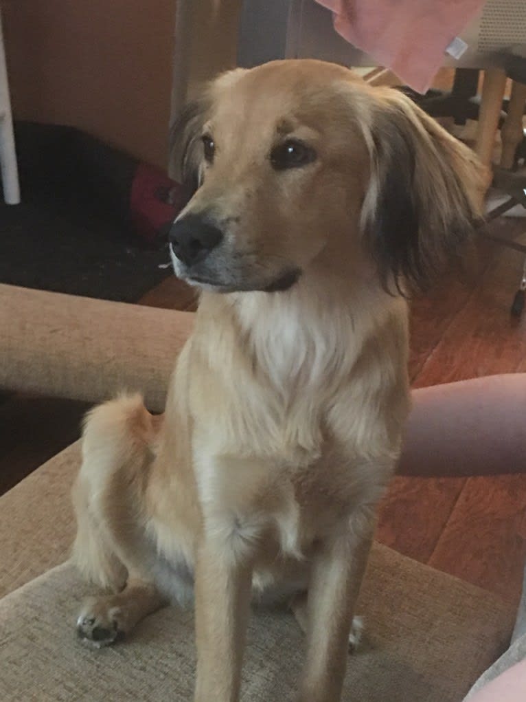 Gus, a Russell-type Terrier and Cocker Spaniel mix tested with EmbarkVet.com